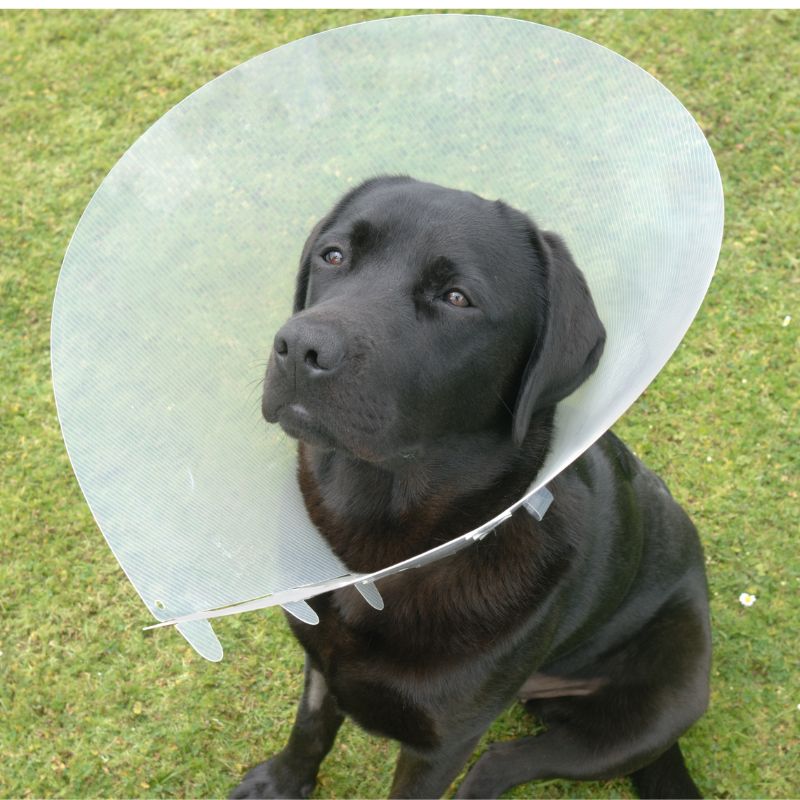 Surgery for dogs and cats at Seaford Animal Hospital
