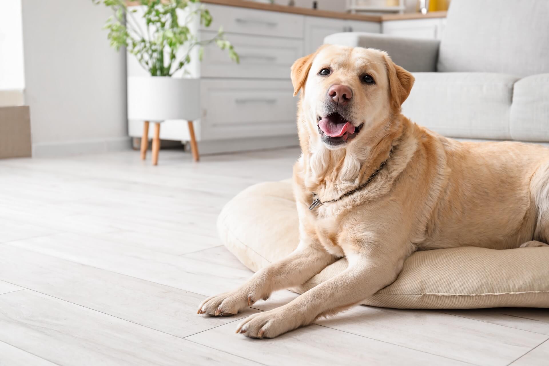 Veterinary Clinic in Seaford DE