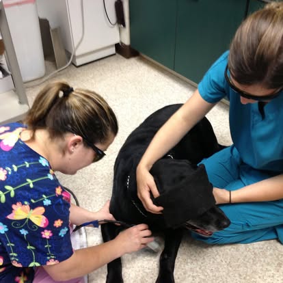 wellness care for pets in Seaford