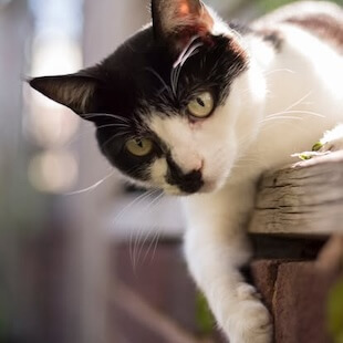 Cat Veterinarian in Seaford