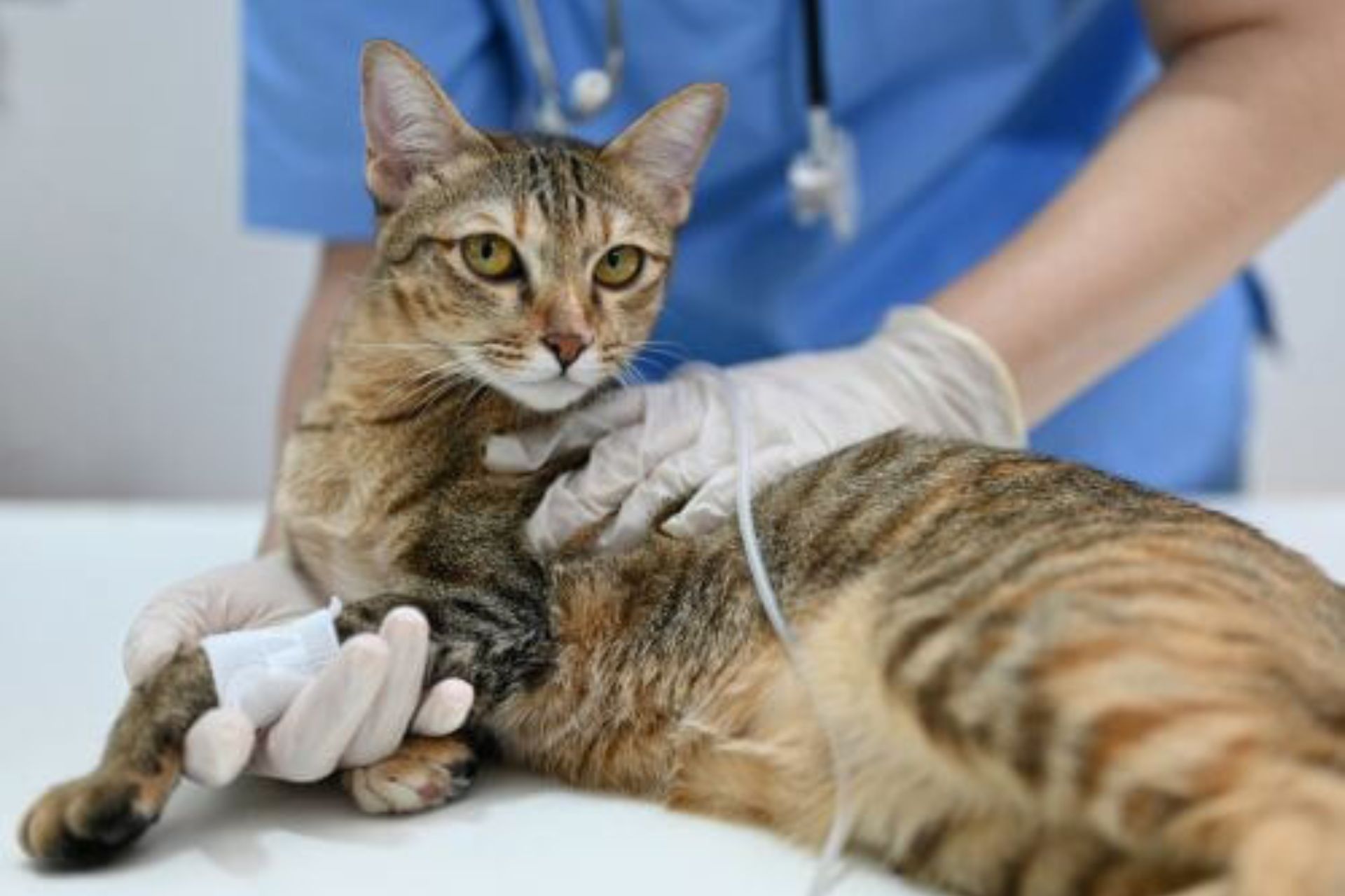 Cat surgery at Seaford Animal Hospital
