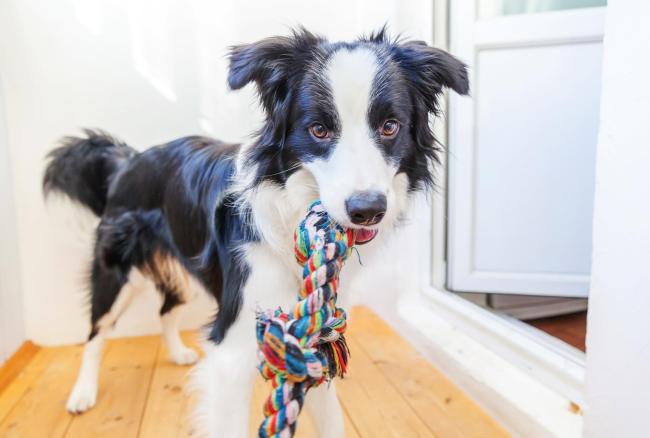 pet hospital in Seaford DE